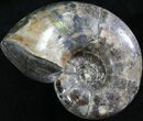 Polished Anapuzosia Ammonite Fossils #25207-3
